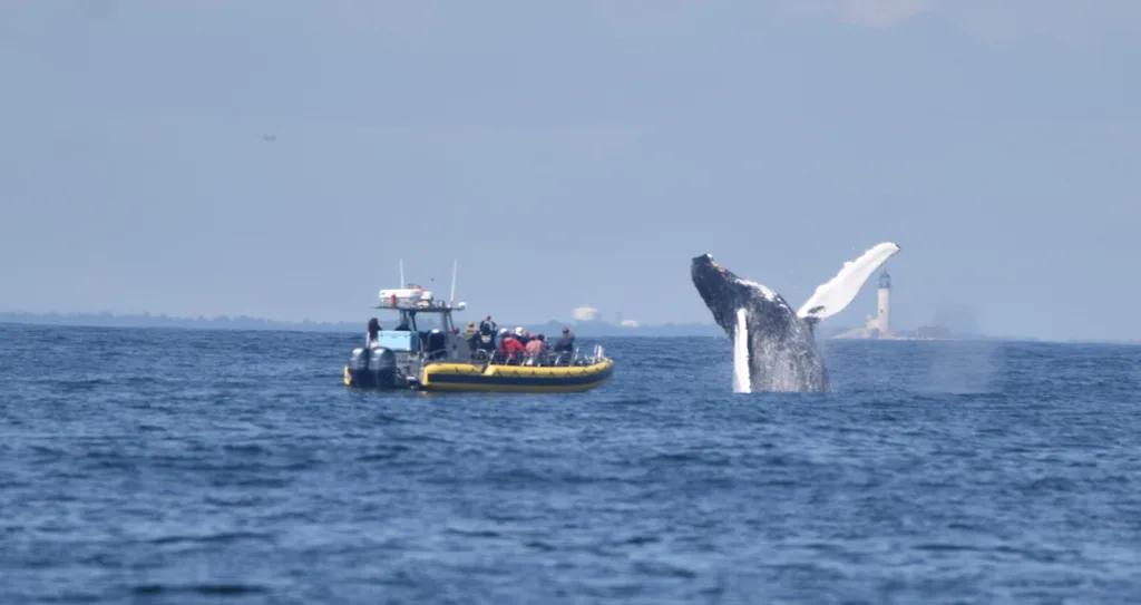 whale watching