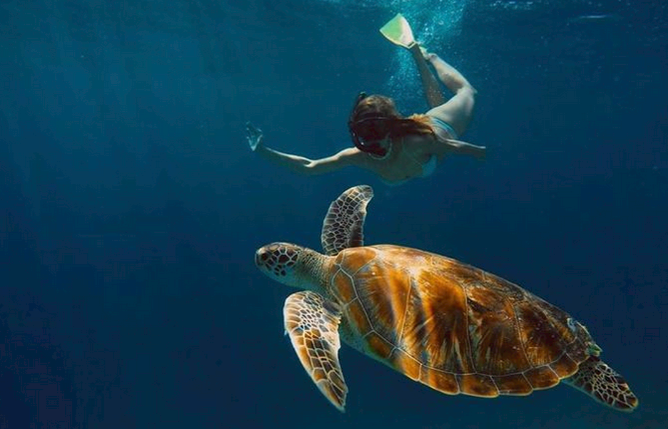 Snorkeling beside sea turtles in Gili Island